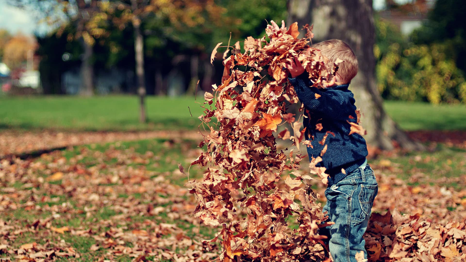 Kasvaako talosi sadevesikourussa koivu?