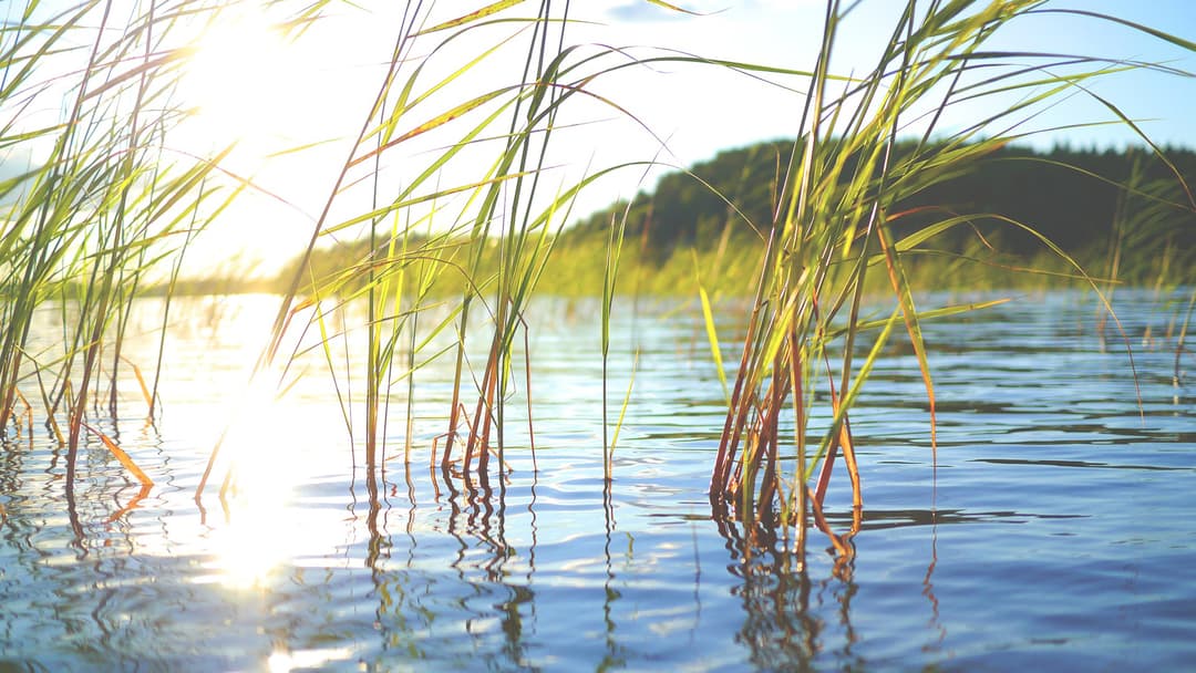 Kesäinen järvi, jossa kasvaa kaislaa