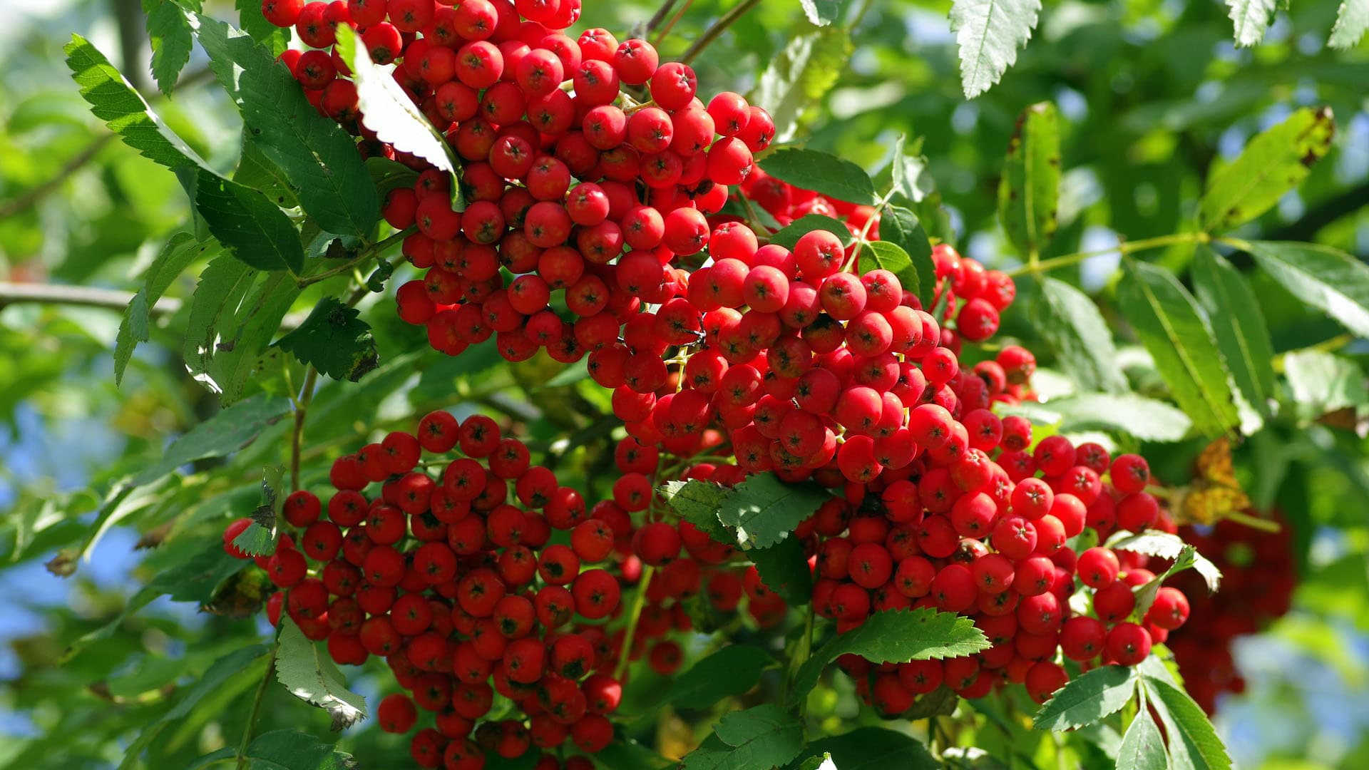 Tilaa Puutarha.net-uutiskirje: Pysy ajan tasalla puutarhanhoidosta