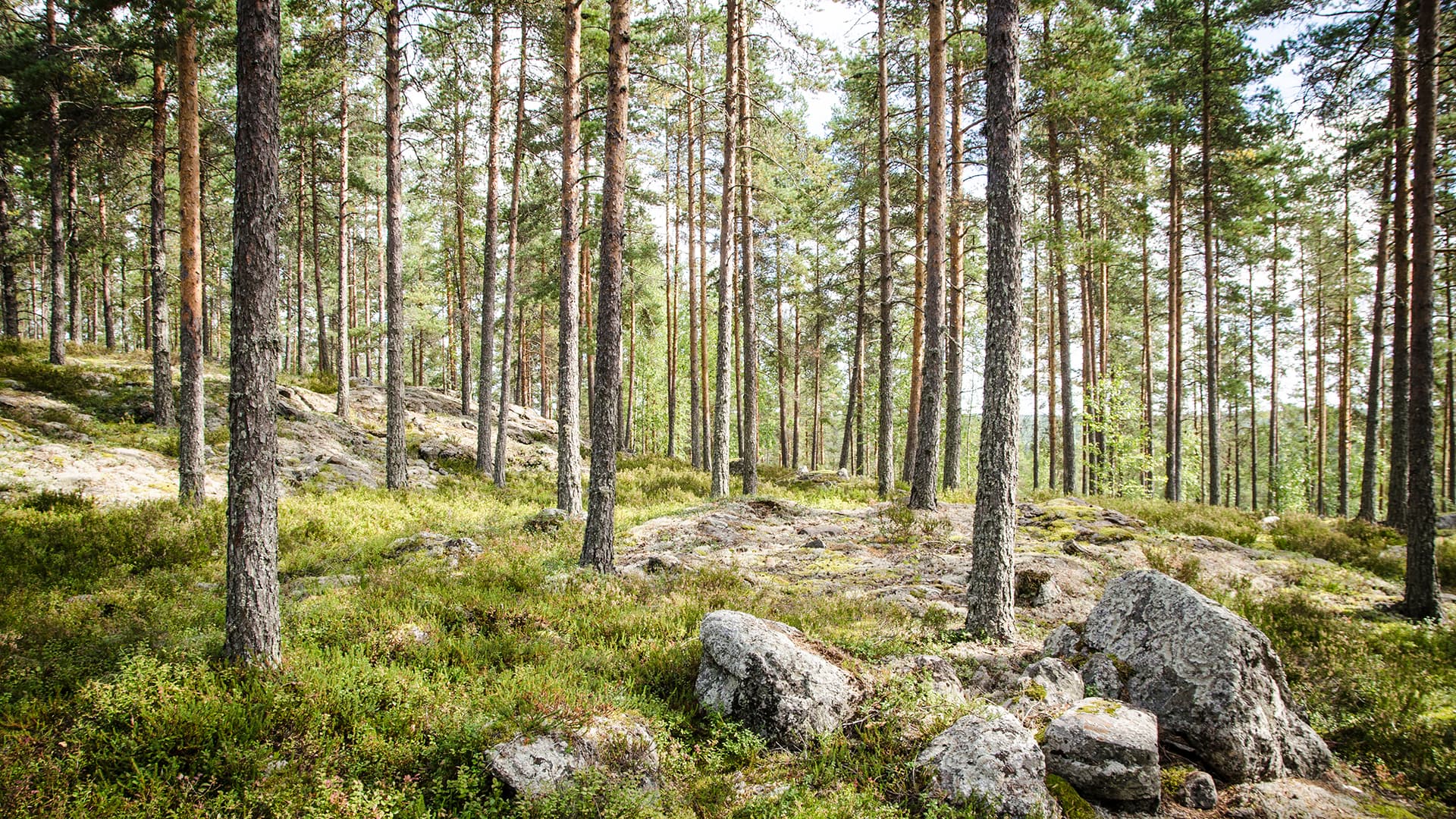 suomalainen mäntymetsä