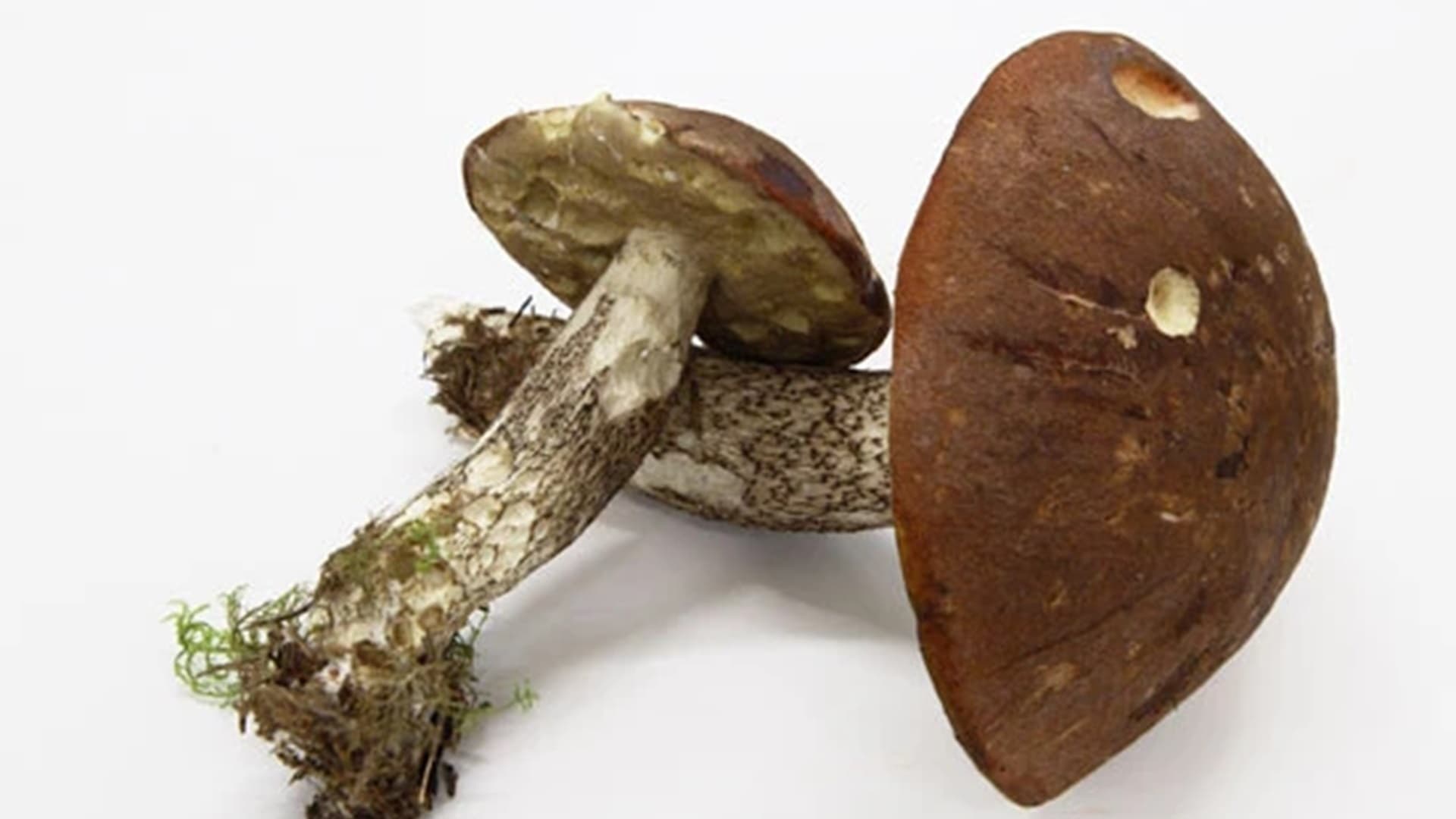 Herkulliset tatit: männynpunikkitatti