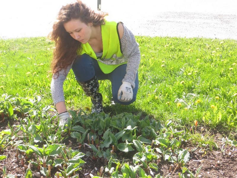 <p data-block-key="sjo0t">Pinjan mielestä mukavinta opiskelussa on ollut työssäoppimisjakso Espoon kaupungilla.</p>
