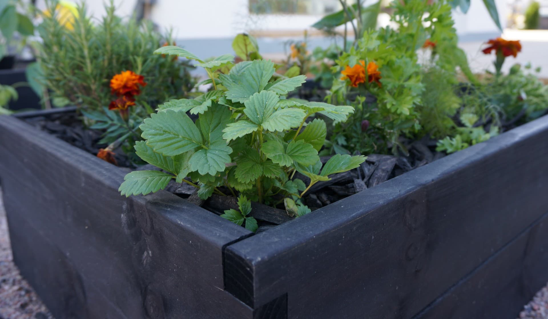 <p data-block-key="4wkhs">Kohteen 33 viljelylaatikoissa kasvavat yrtit, salaatit ja mansikat. Kuva: Timo Rinkinen.</p>