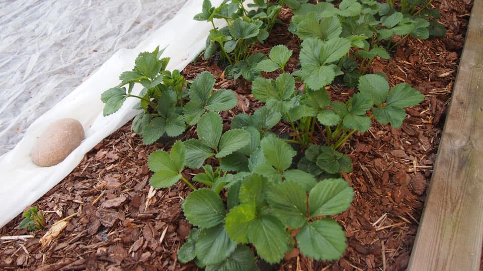 Piha kuntoon OSA 4/6: Miltä hyötypuutarhasi näyttää?