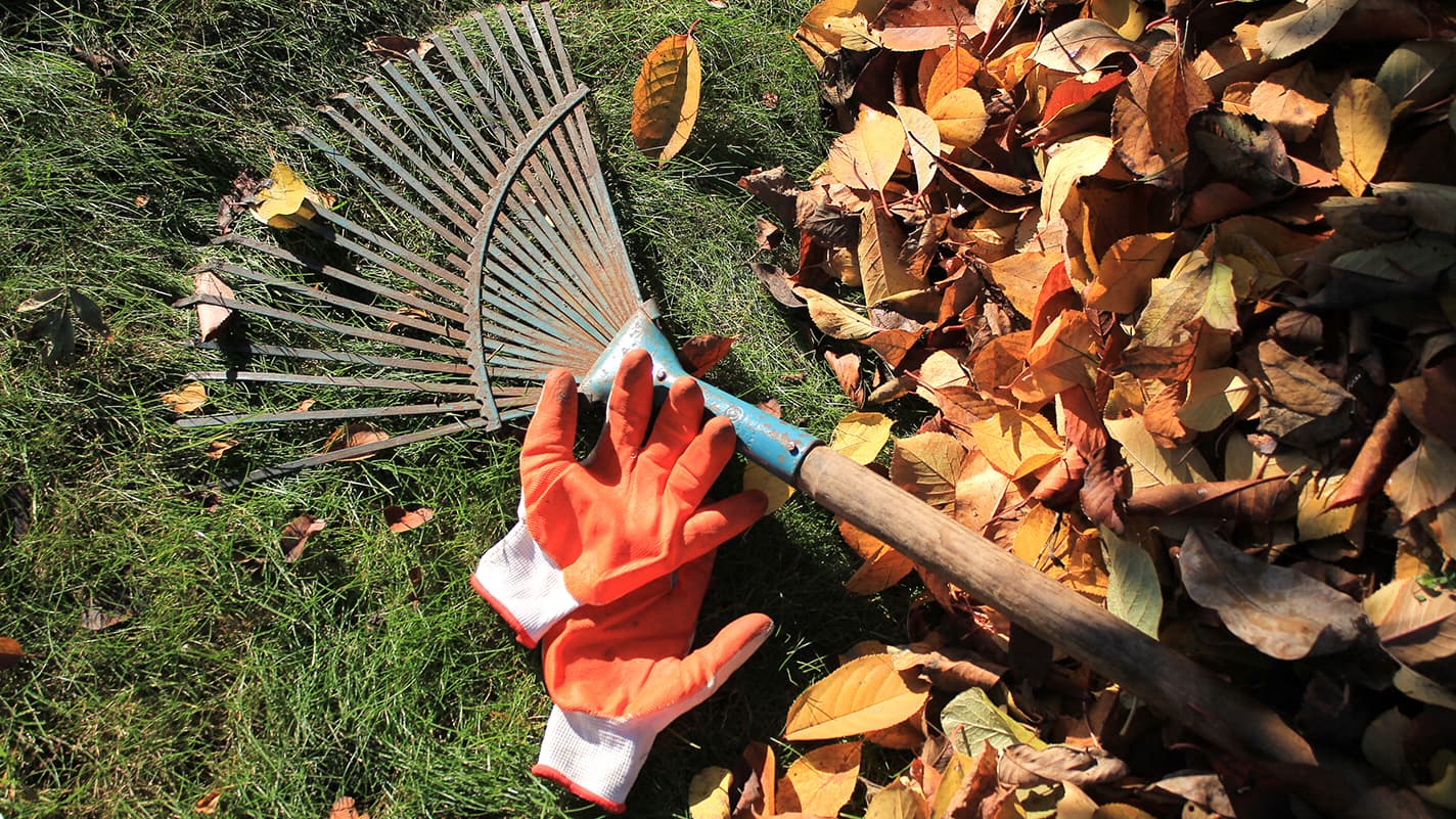 Lehtien aika on myös kompostin aikaa – näin hyödynnät kasvijätteen viisaasti