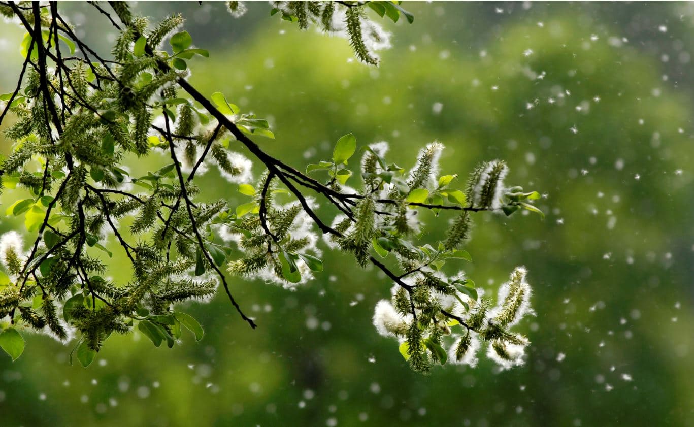 Vaivaako siitepöly sisätiloissakin? Ilmansuodatus auttaa