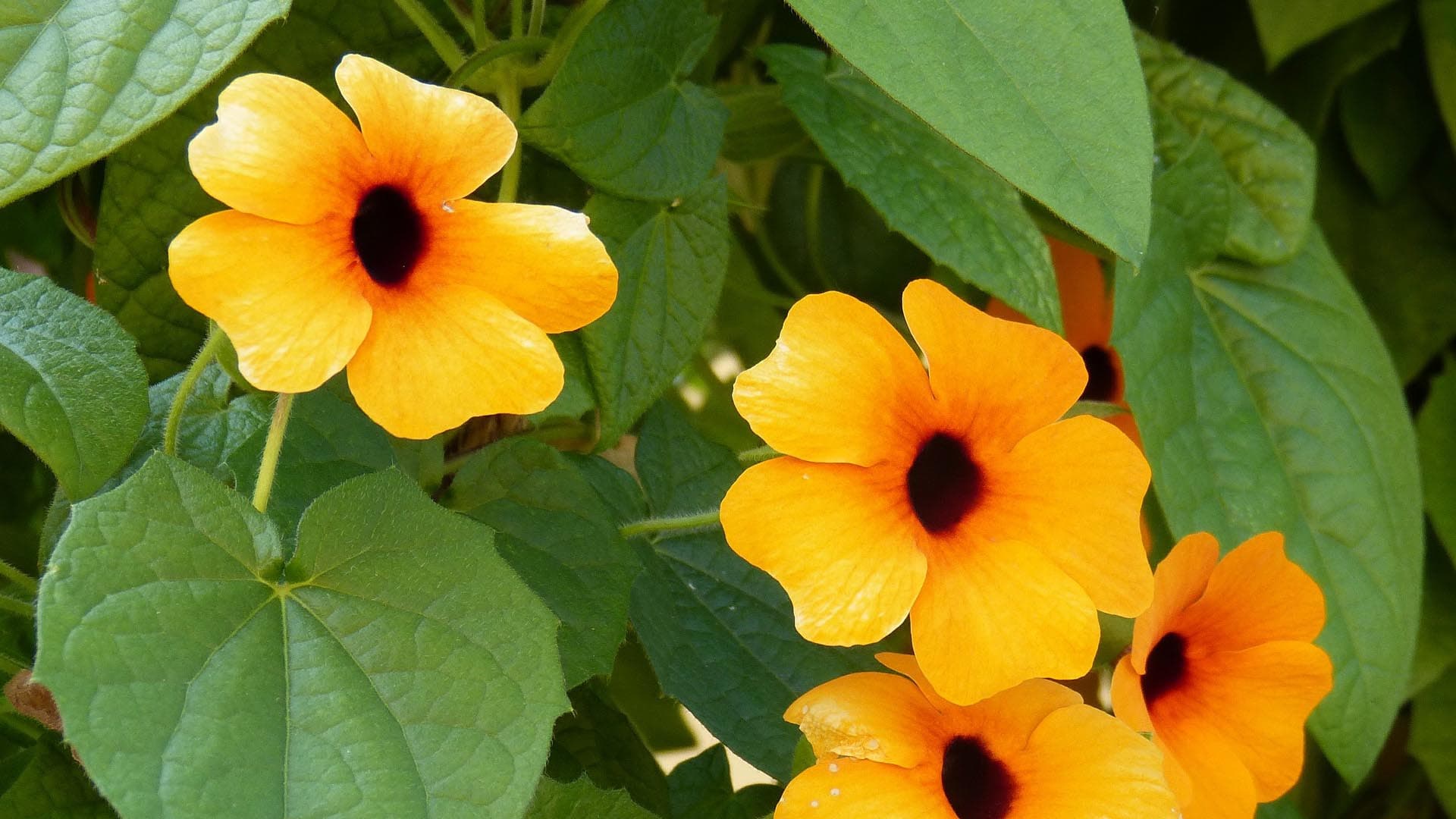 Köynnöskasvit parvekkeella