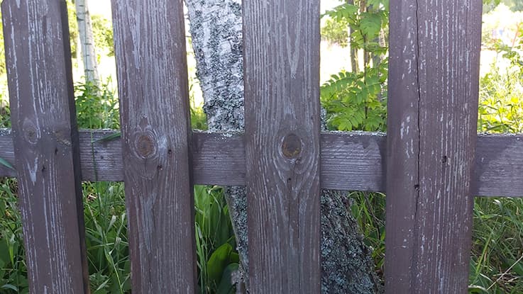 <p data-block-key="2myg7">Vanhentunut kalvopintainen kuultoväri. (Kuva: Sari Nieminen)</p>