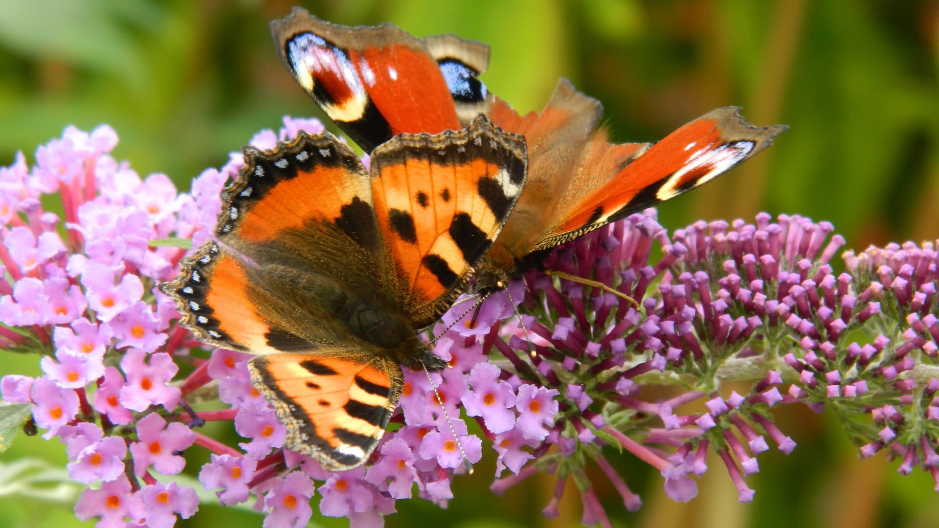 Rakasta hyönteisiä: monimuotoinen puutarha on pörriäisten paratiisi