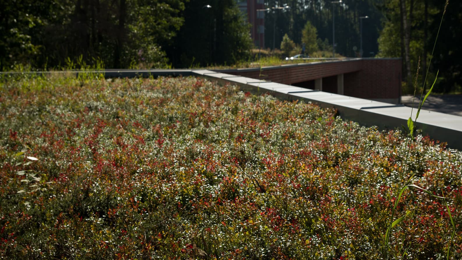 Viherkatolla hallitset hulevesiä ja tasaat lämpöä