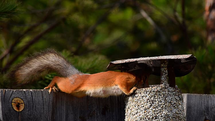 orava kurkistaa hormiin