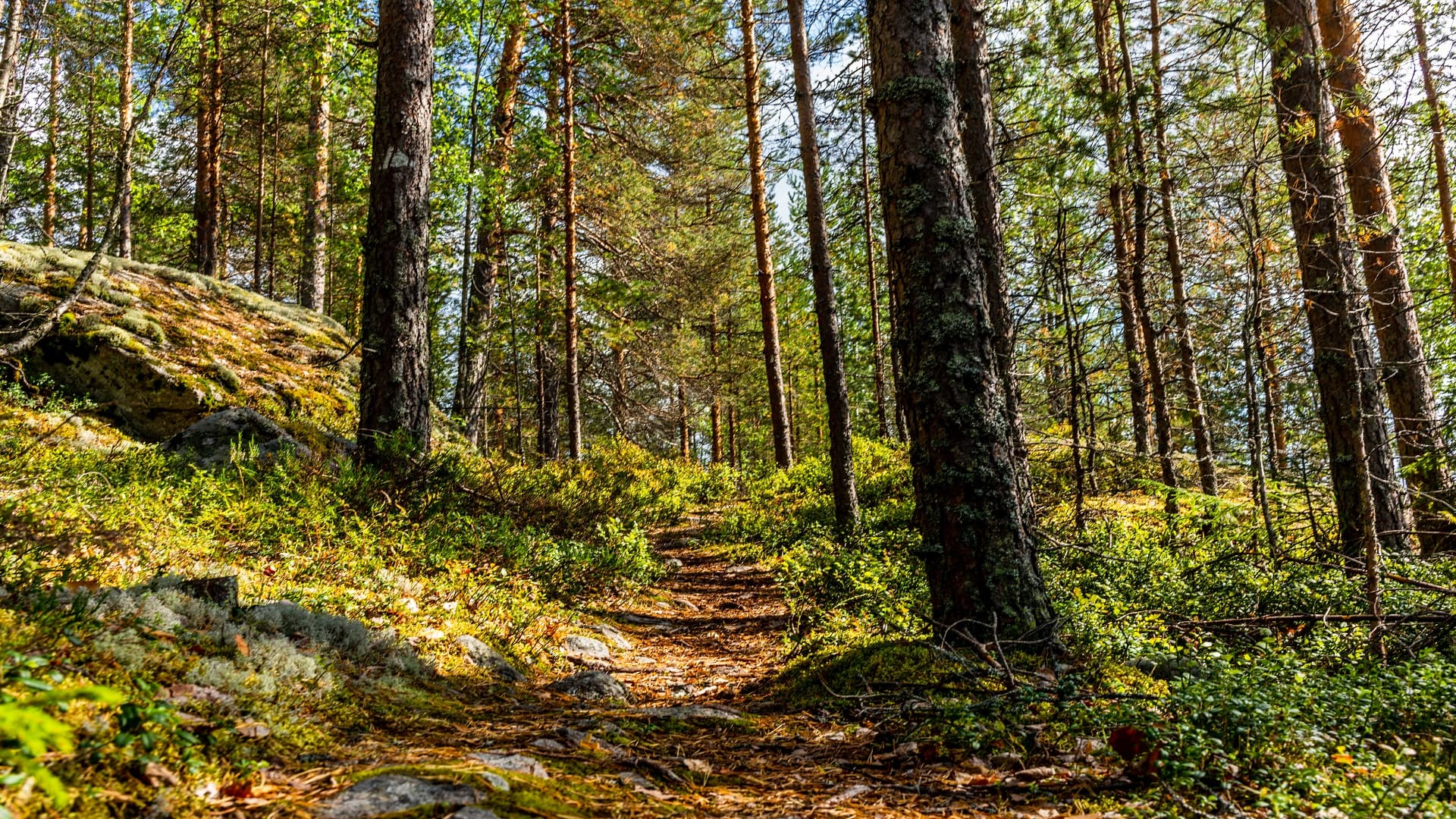 Etelänversosurmaa havaittu Suomessa ensimmäisen kerran tänä syksynä