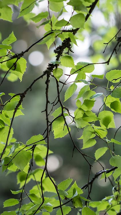 Koivun oksa, jossa lehtiä
