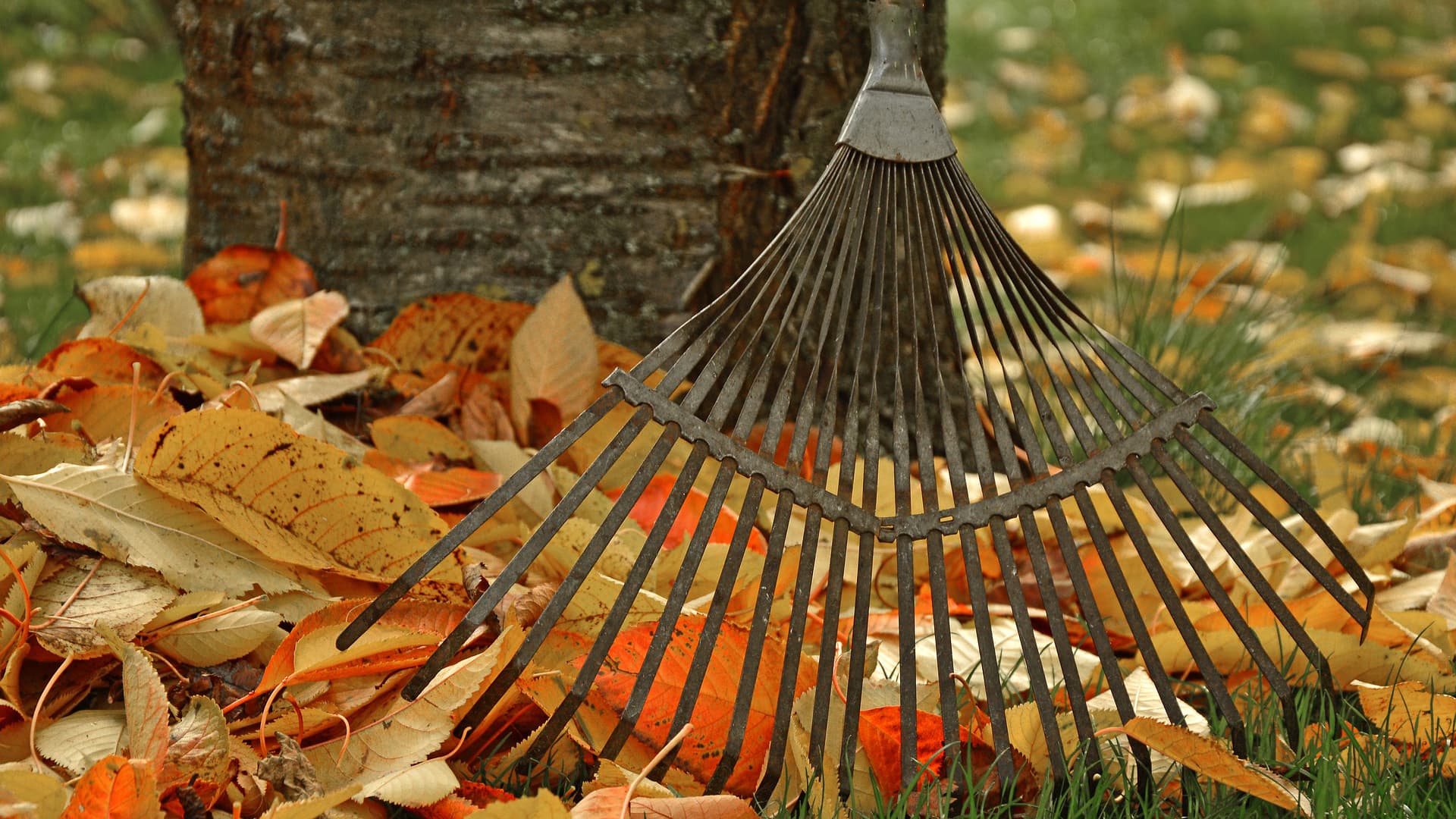 Nurmikkokin kaipaa syyshuoltoa