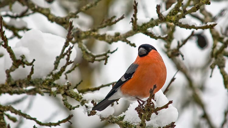 Tee se itse - lintulauta