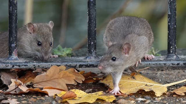Suomessa yleisin rottalaji on suurikokoinen Norjan rotta