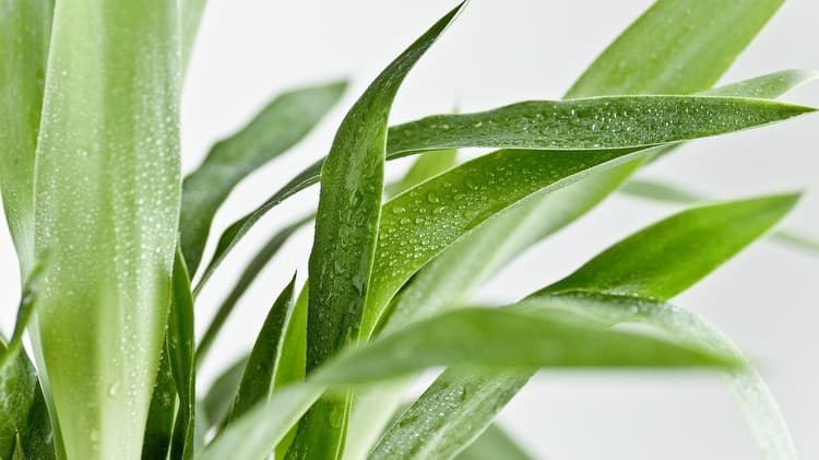 Jukka hurmaa helppohoitoisuudellaan – näin onnistut sen kasvatuksessa