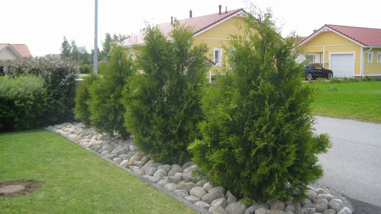 Ovatko kellastuneet tuijat kuolemassa?