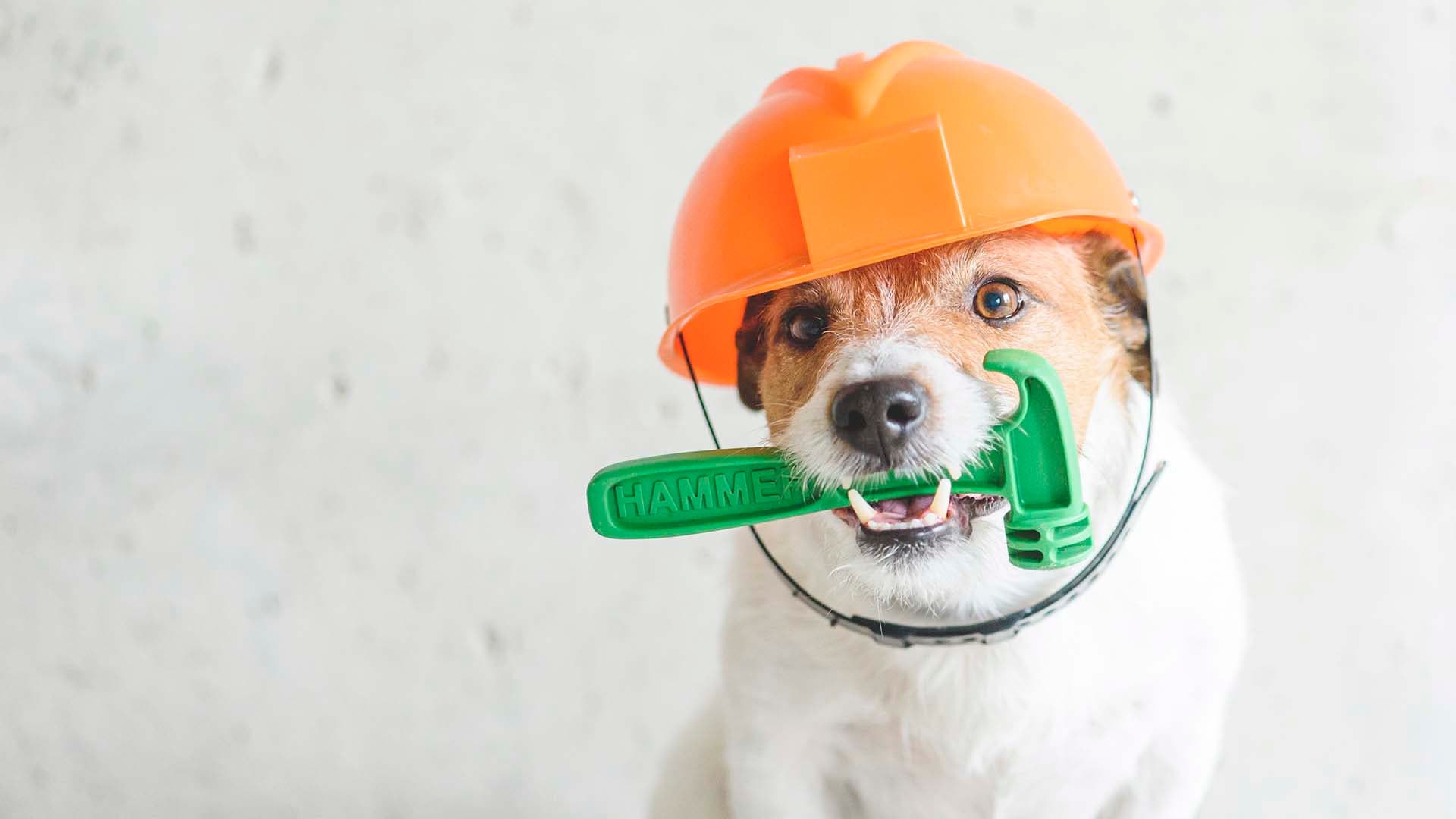 Haiseeko asunnossasi? Käytä asiantuntijaa homekoiran sijaan