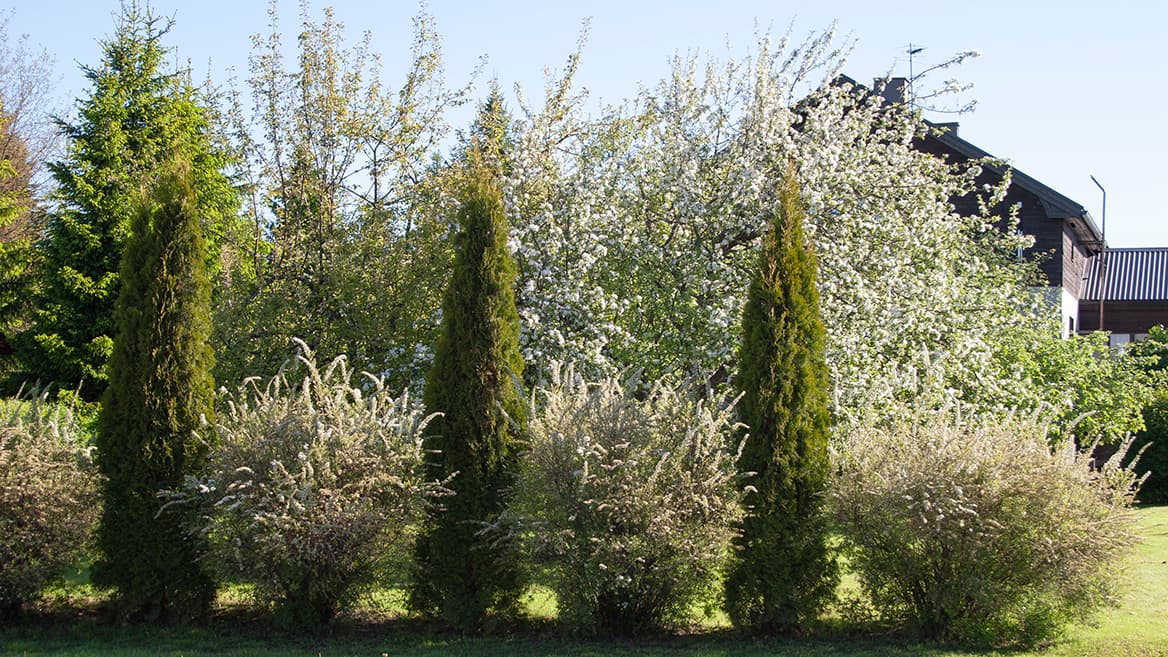 Tuija-aidan kasvatus – vinkit leikattuun ja vapaasti kasvavaan aitaan