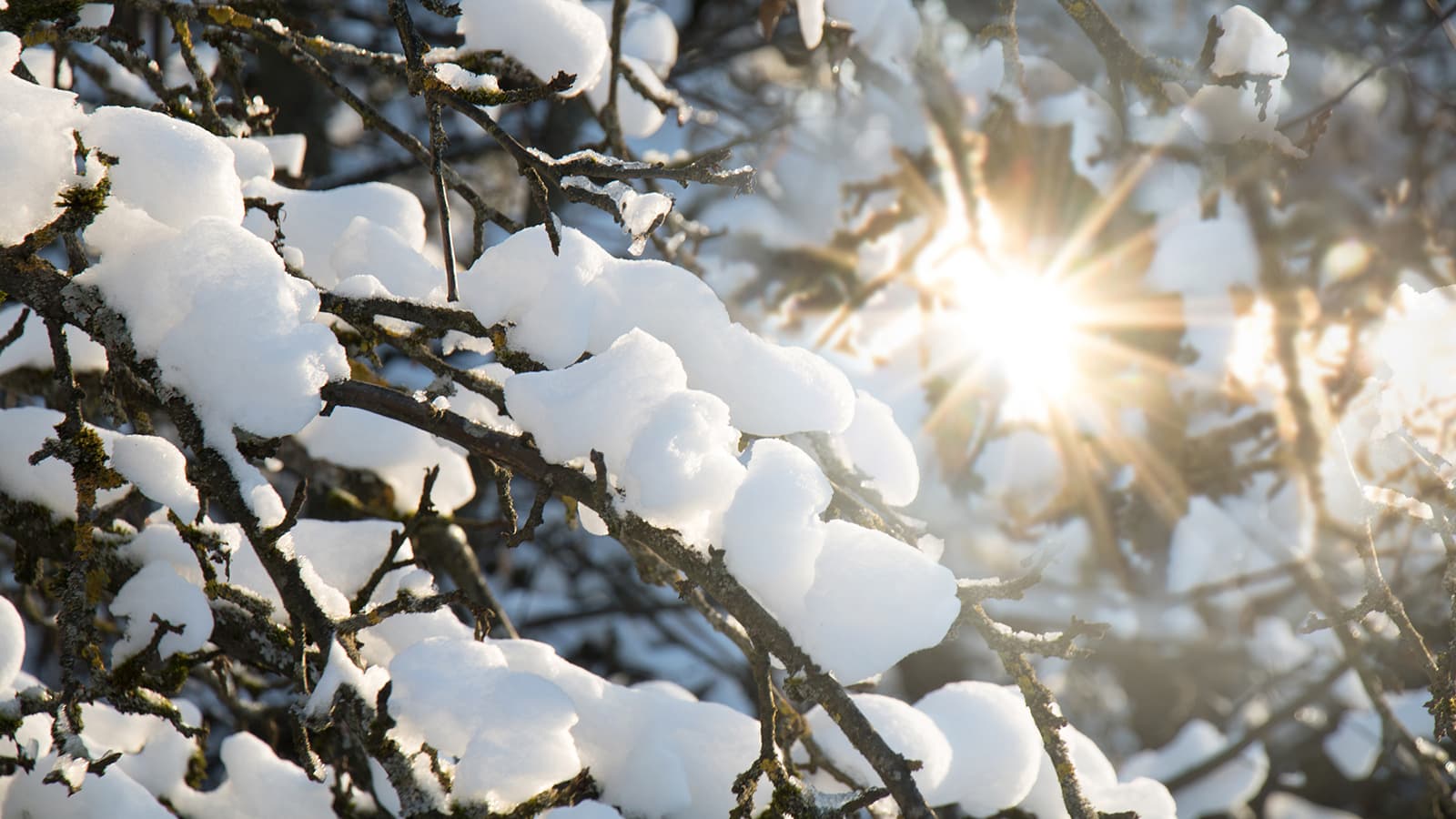 Kun valo lisääntyy ja vesi tippuu räystäistä, puutarhuri havahtuu kevääseen