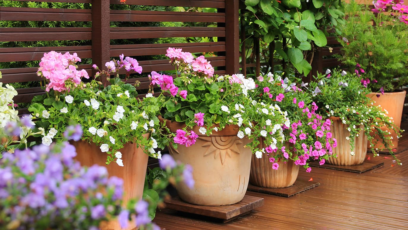 <p data-block-key="qsh51">Yhdistele rohkeasti eri lajeja, värejä sekä lehtimuotoja. (Kuva: Adobe Stock)</p>