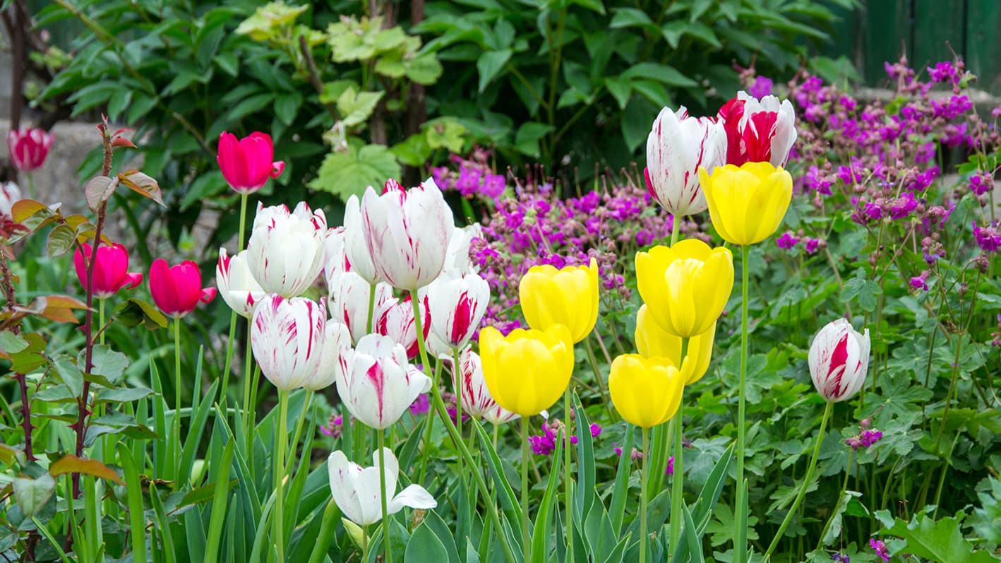 Muhevassa mullassa sipulitkin viihtyvät