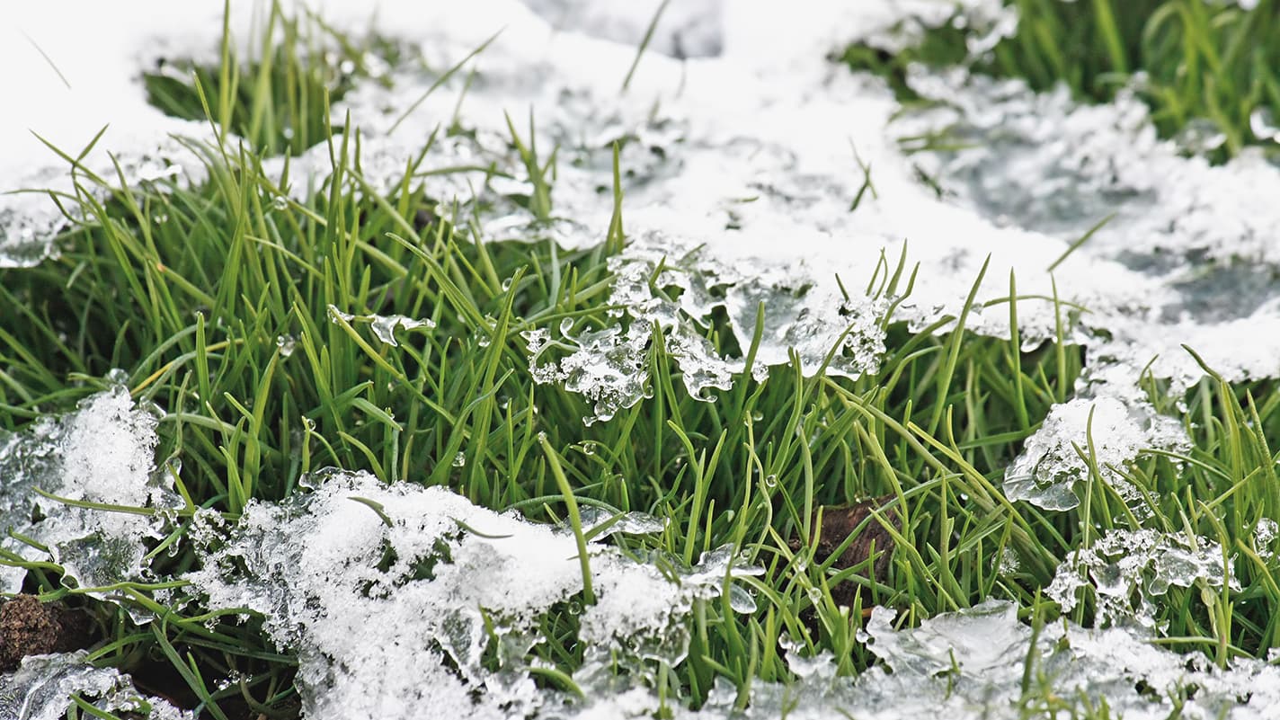 Miltä nurmikkosi näyttää talven jälkeen?