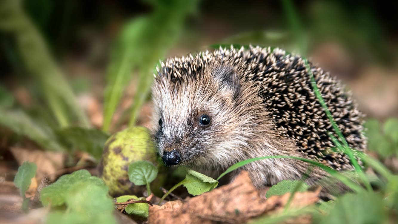 Asustaako pihallasi siili? Näin ruokit; vinkit myös talvipesän tekoon