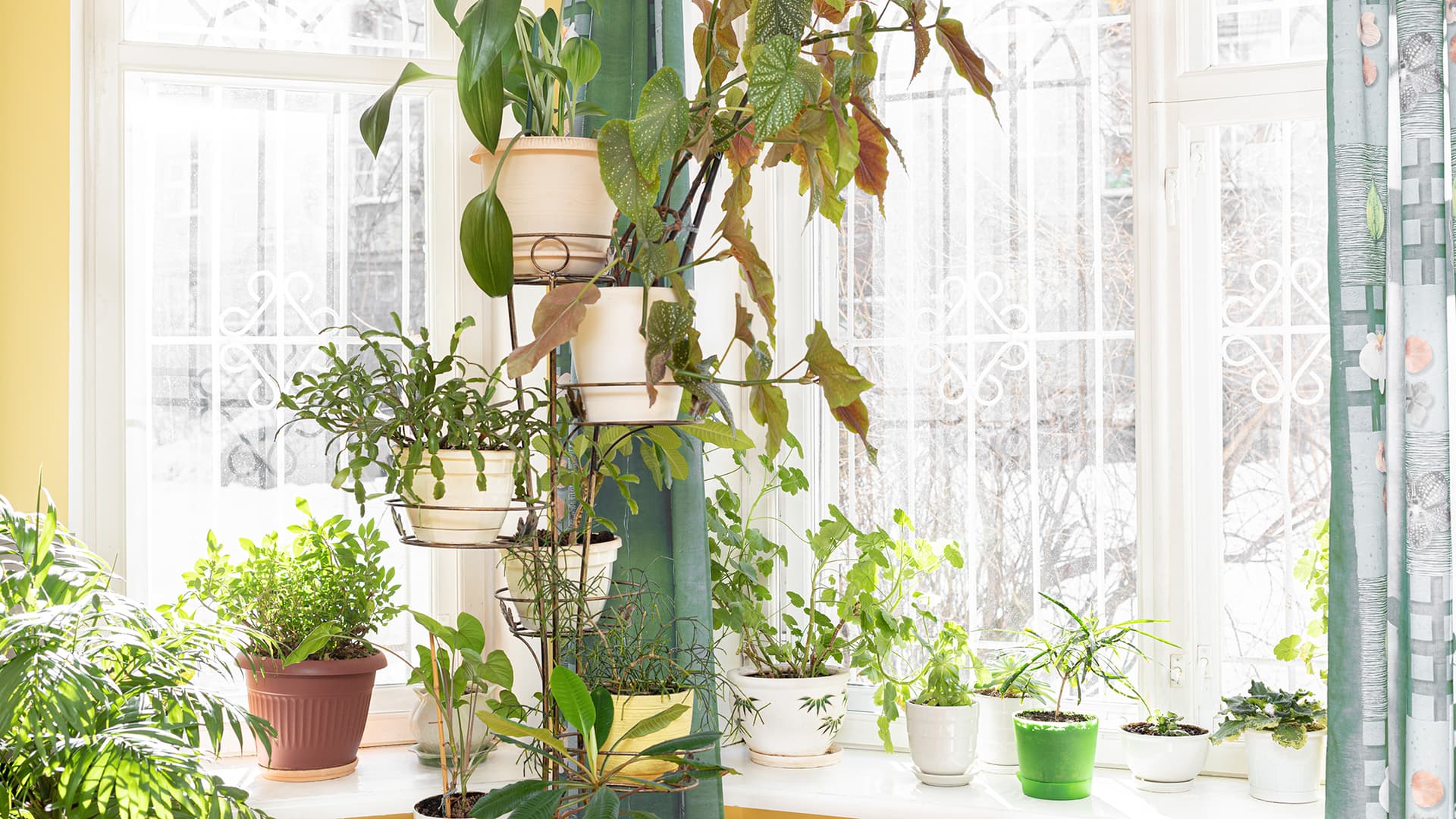 Huonekasvien lepokausi alkaa