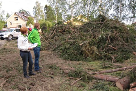 <p data-block-key="yci6m">Tontilta kaadettiin monta isoa kuusta. Havuja riittää!</p>