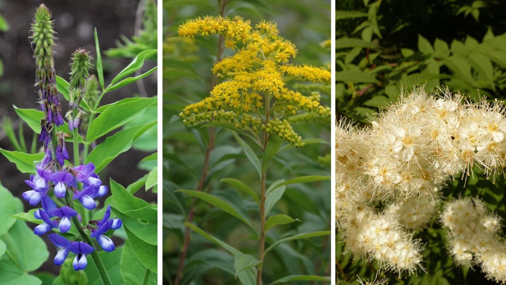 Tunnista ajoissa puutarhasi villiintyjät
