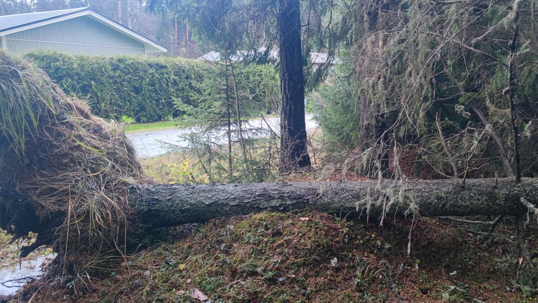 Puu kaatunut tien vieressä