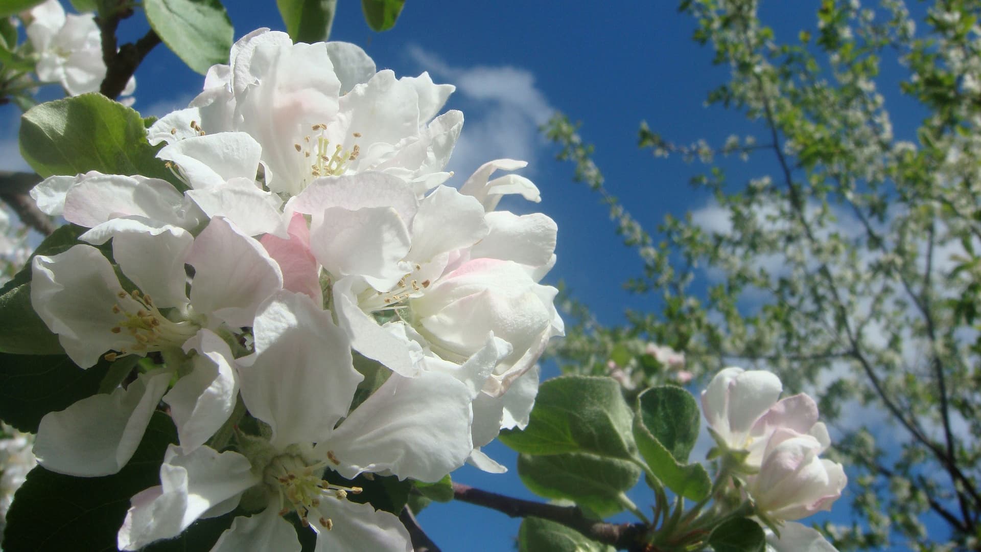 Omenapuu on yksi helpoiten viljeltävistä hedelmäpuista