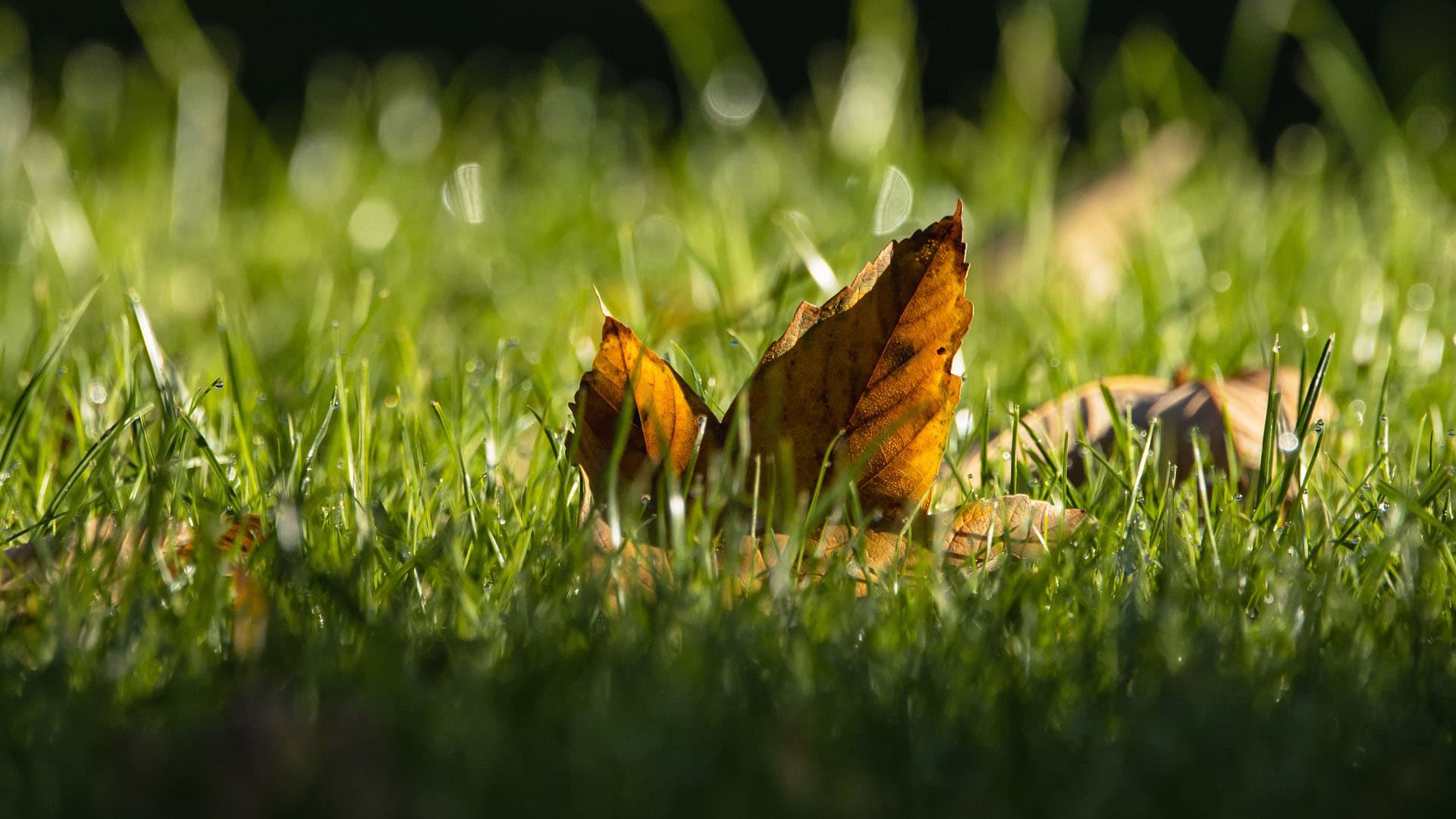 Piha kuntoon OSA 3/6: Kuinka nurmikkosi voi?