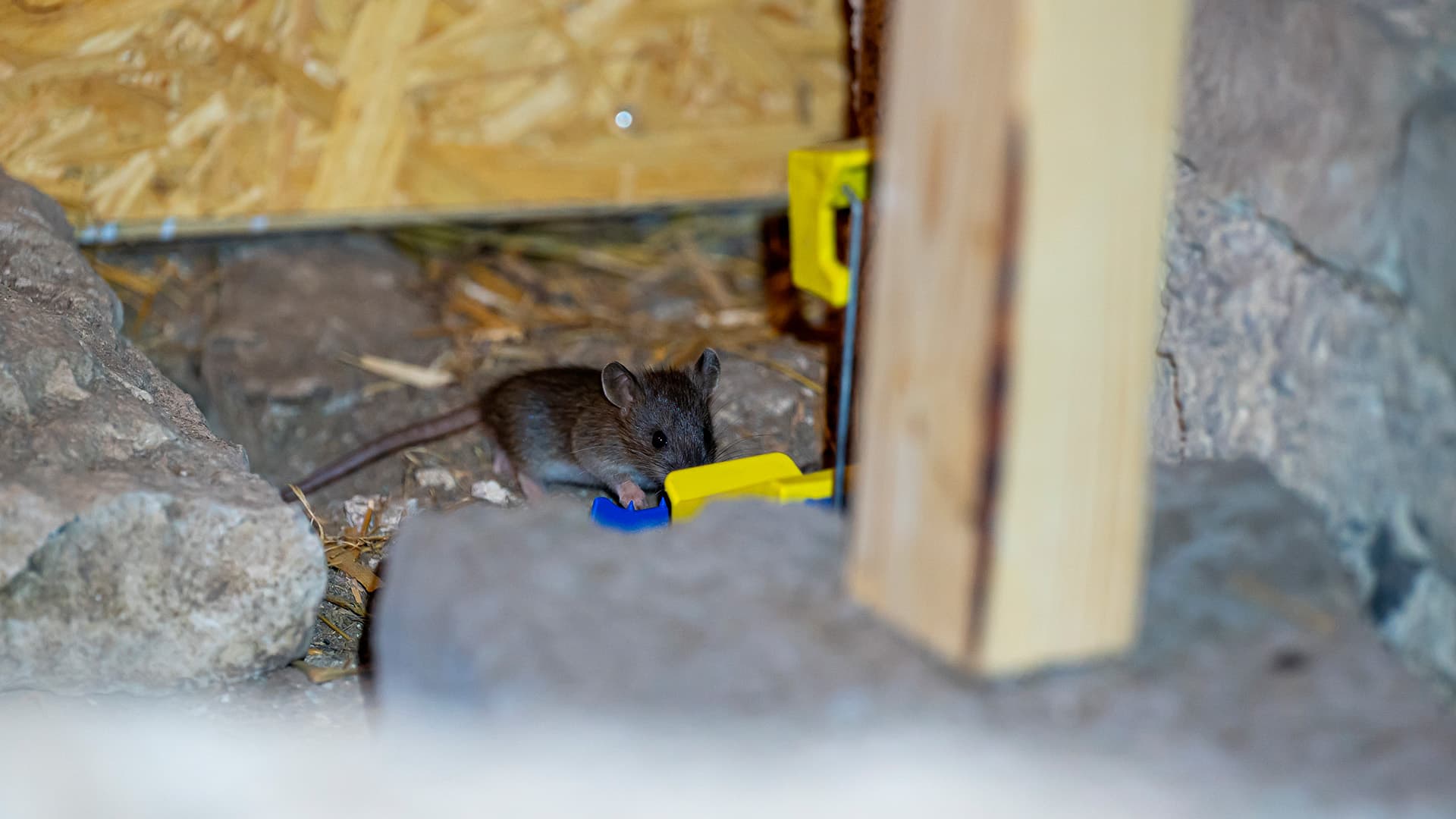 hiiri talon rakenteissa