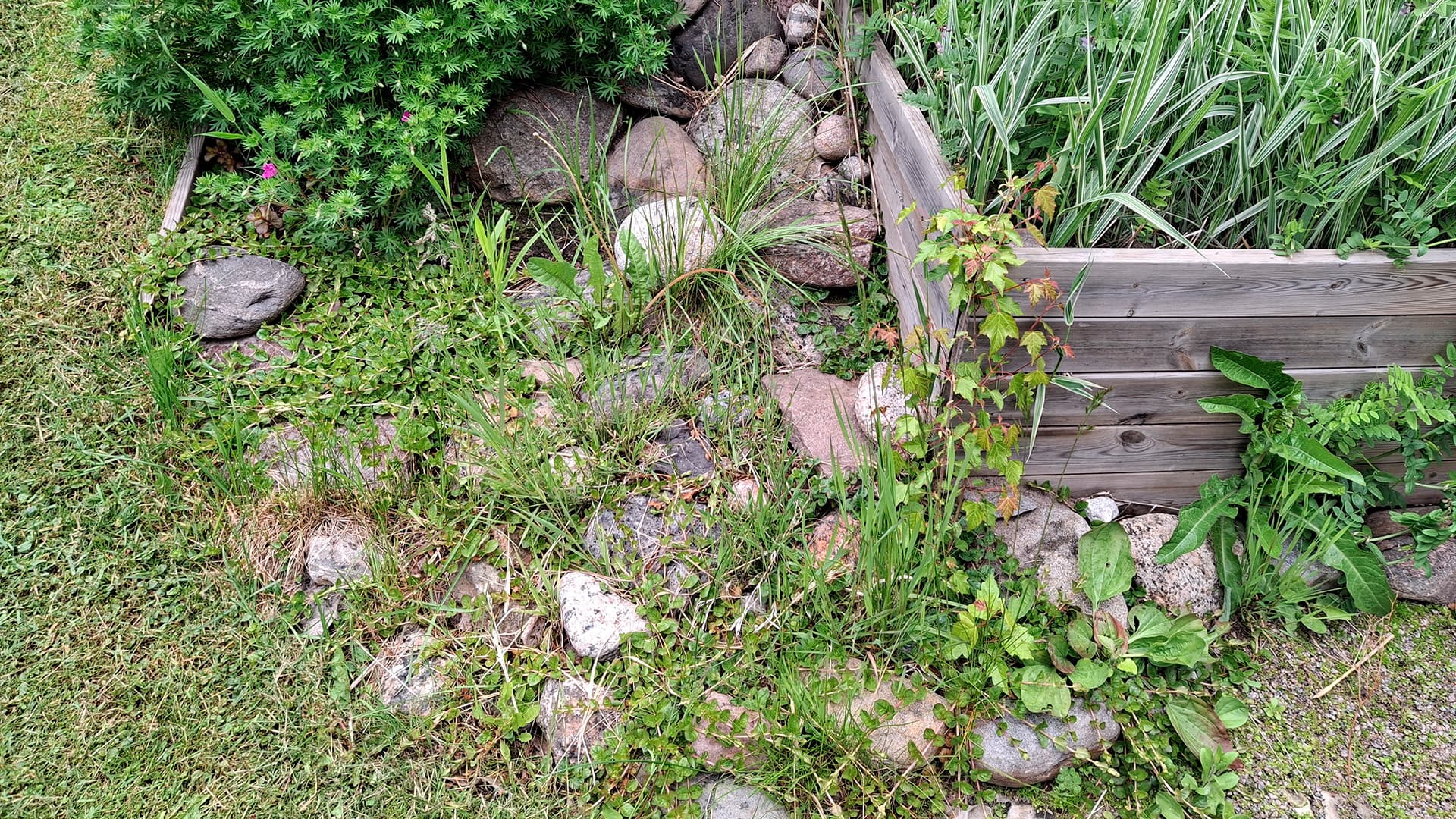 <p data-block-key="rpyjq">Pidä huolta pohjatöistä, sillä rikkakasvit valtaavat kivien välit nopeasti. (Kuva Sari Nieminen)</p>