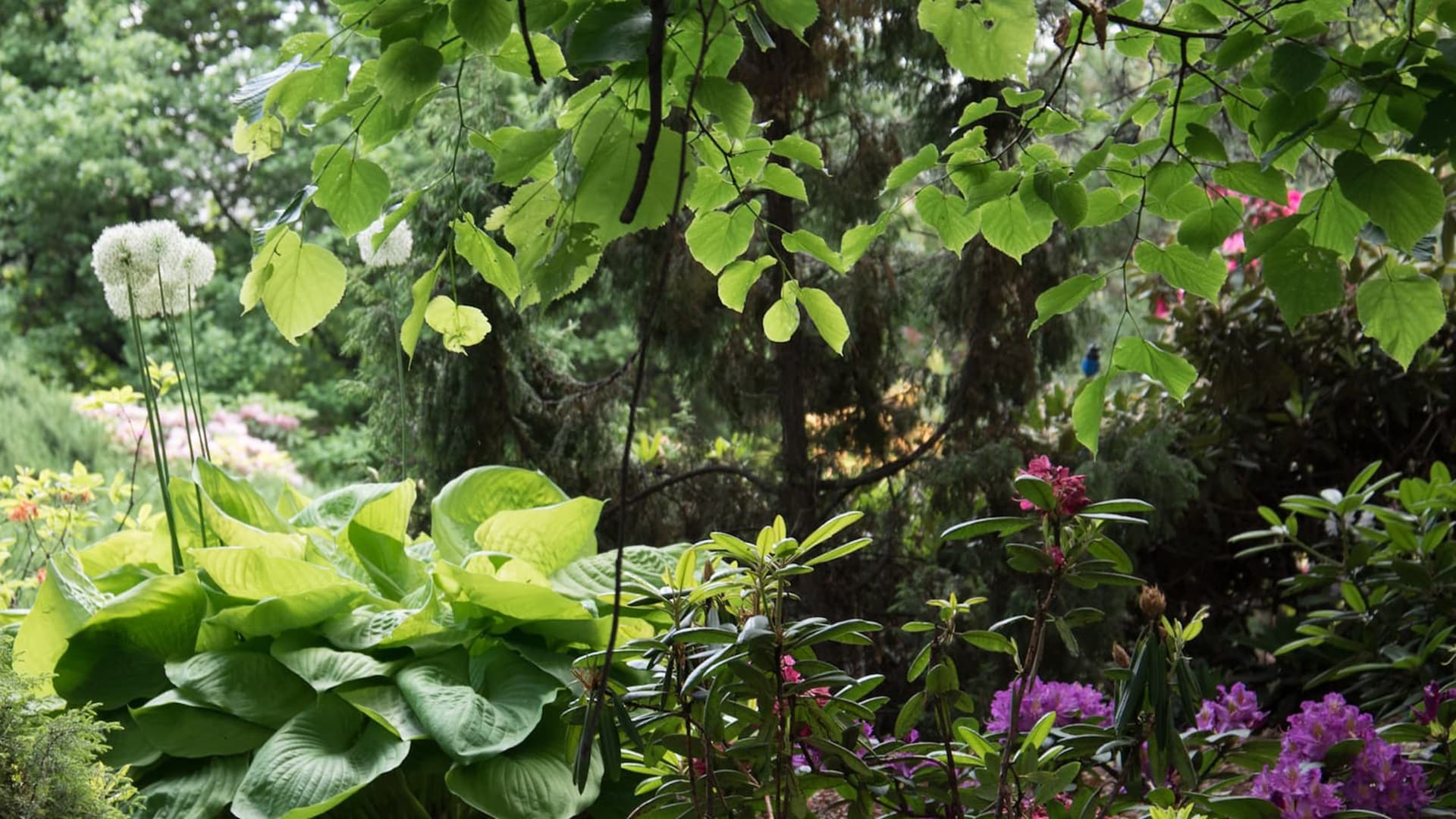 Tietoa kasvilajeista ja niiden kasvupaikkavaatimuksista