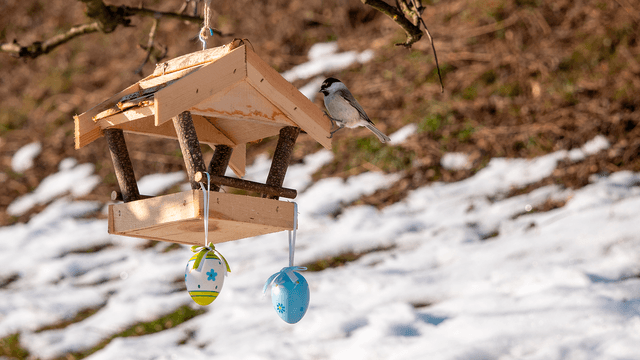 Puusta rakennettu lintulauta ja taustalla lumi sulaa pihalta