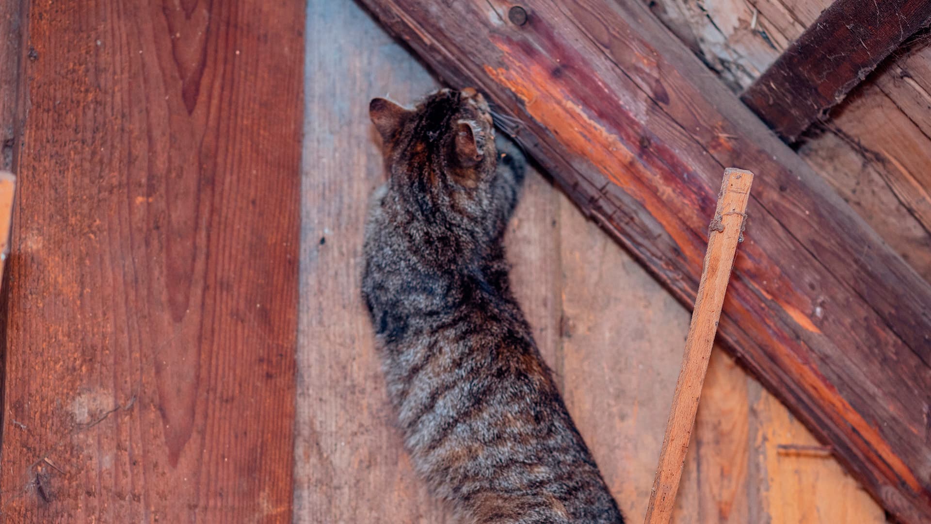 kissa pyydystää hiirtä seinänvälistä