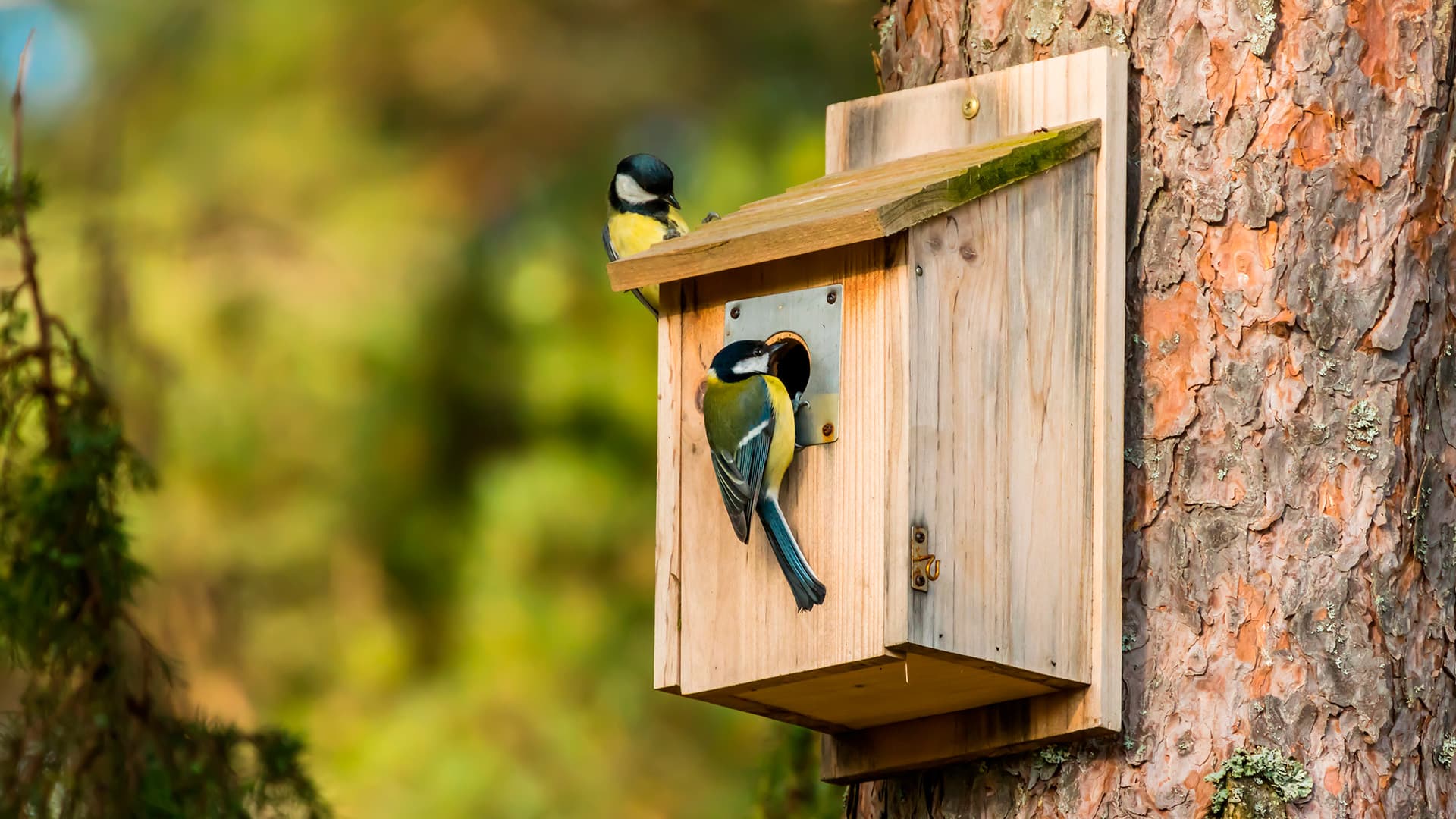 Linnunpönttö-vinkit aloittelijalle ja konkariharrastajalle