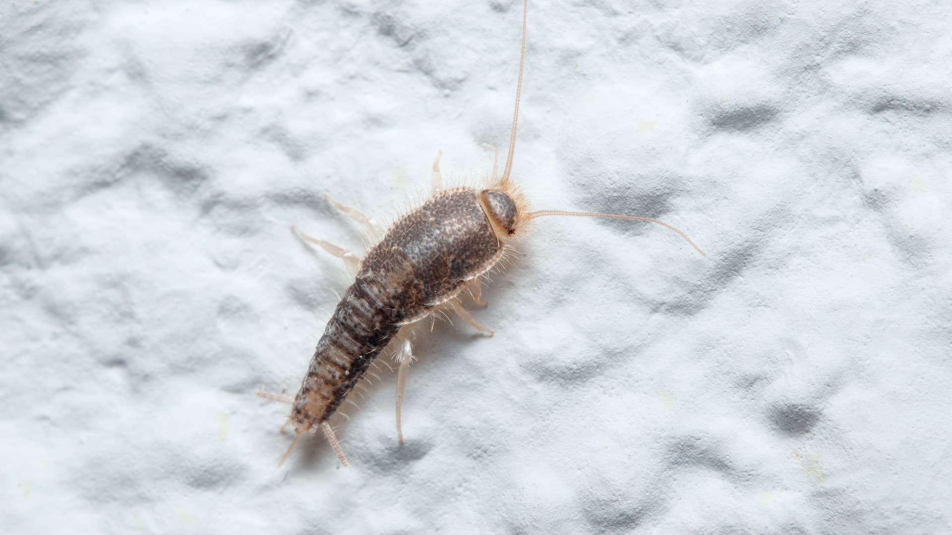 sokeritoukka 1920x1080 kuva-AdobeStock