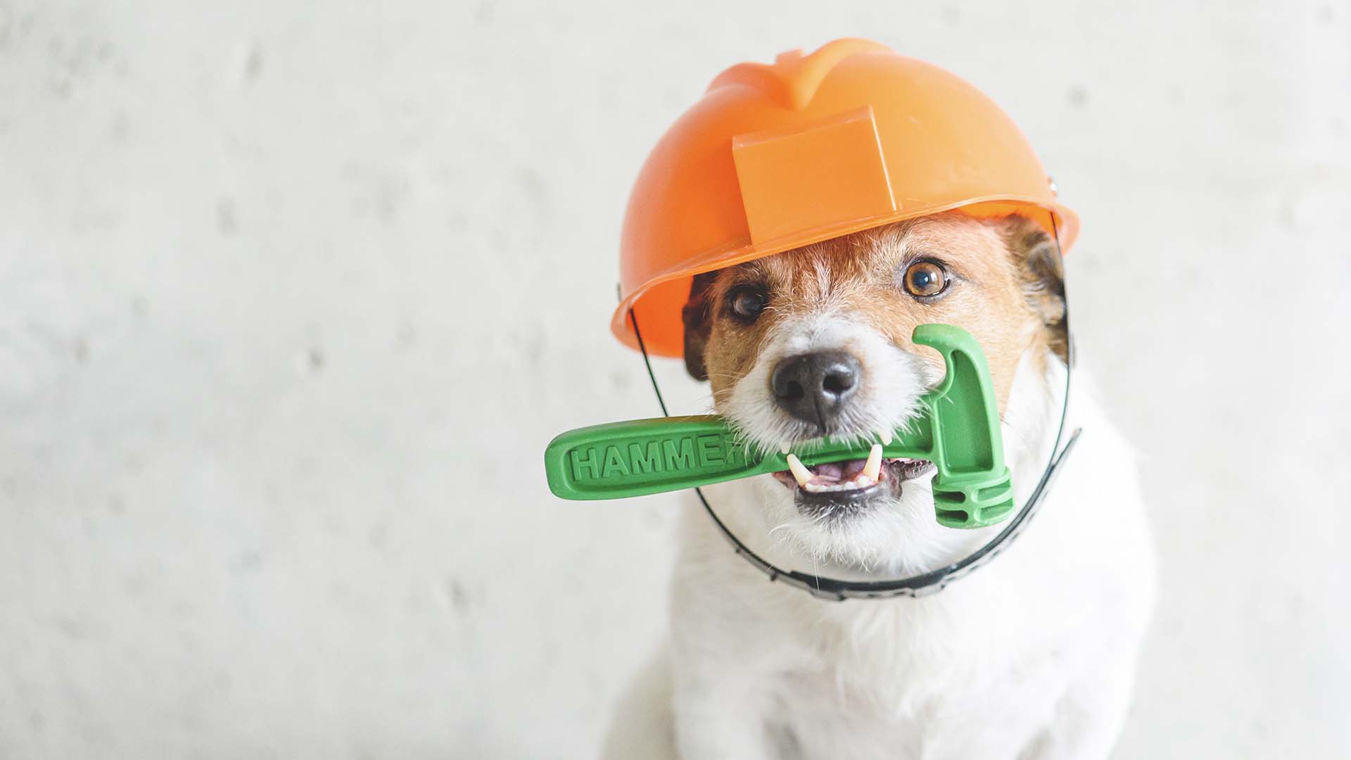 koira työkalu ja kypärä