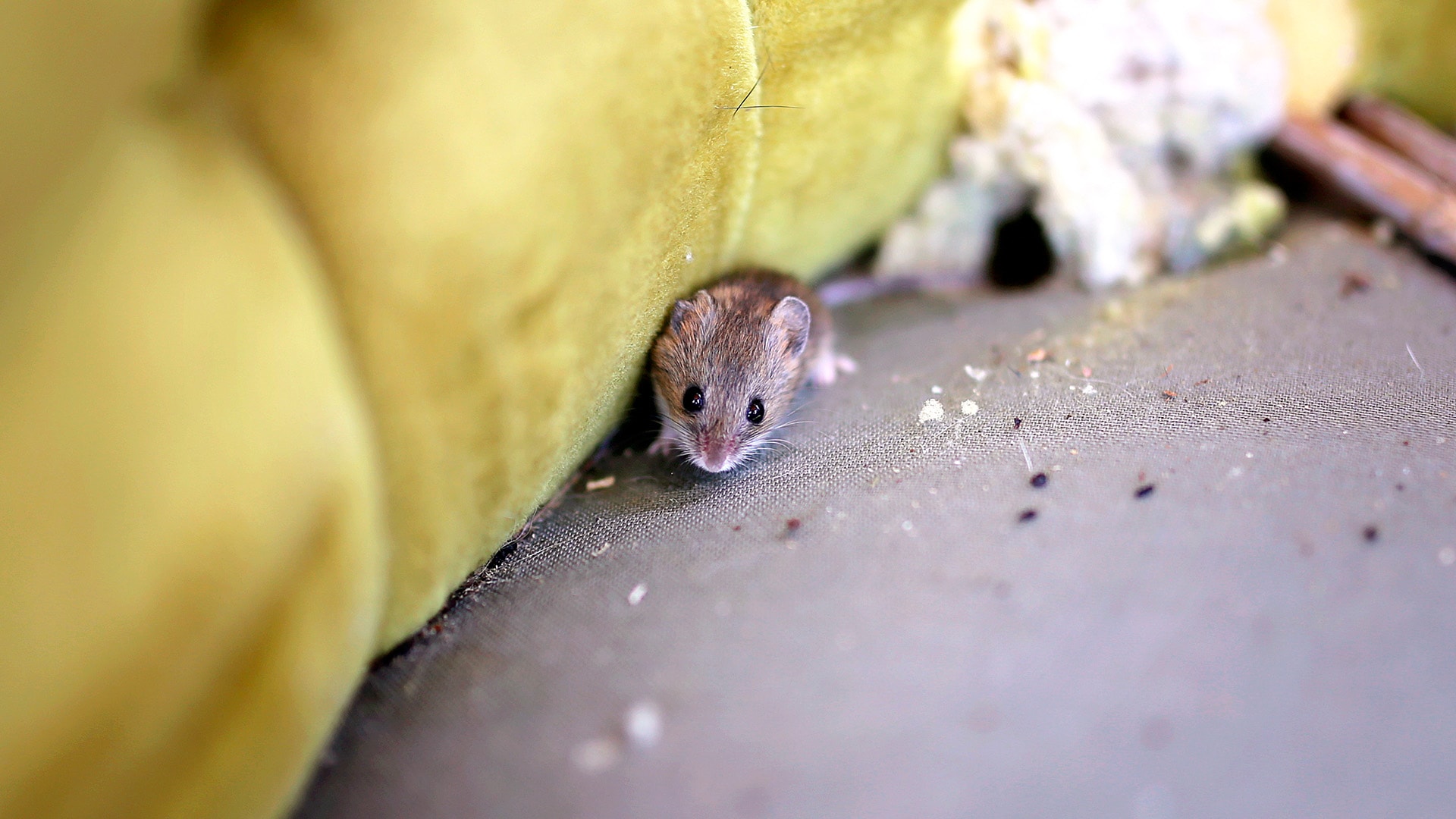 hiiret syksyllä sisälle 1920x1080