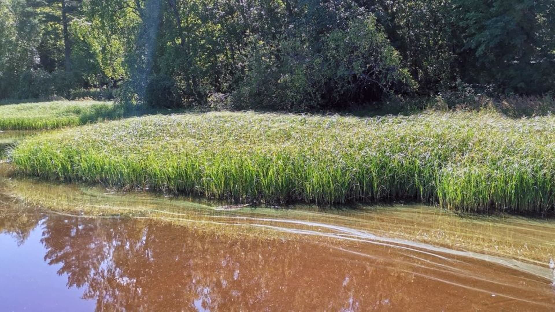 Sinilevähavaintoja Tampereelta Kihniöön – viikko 27 toi levää rantoihin
