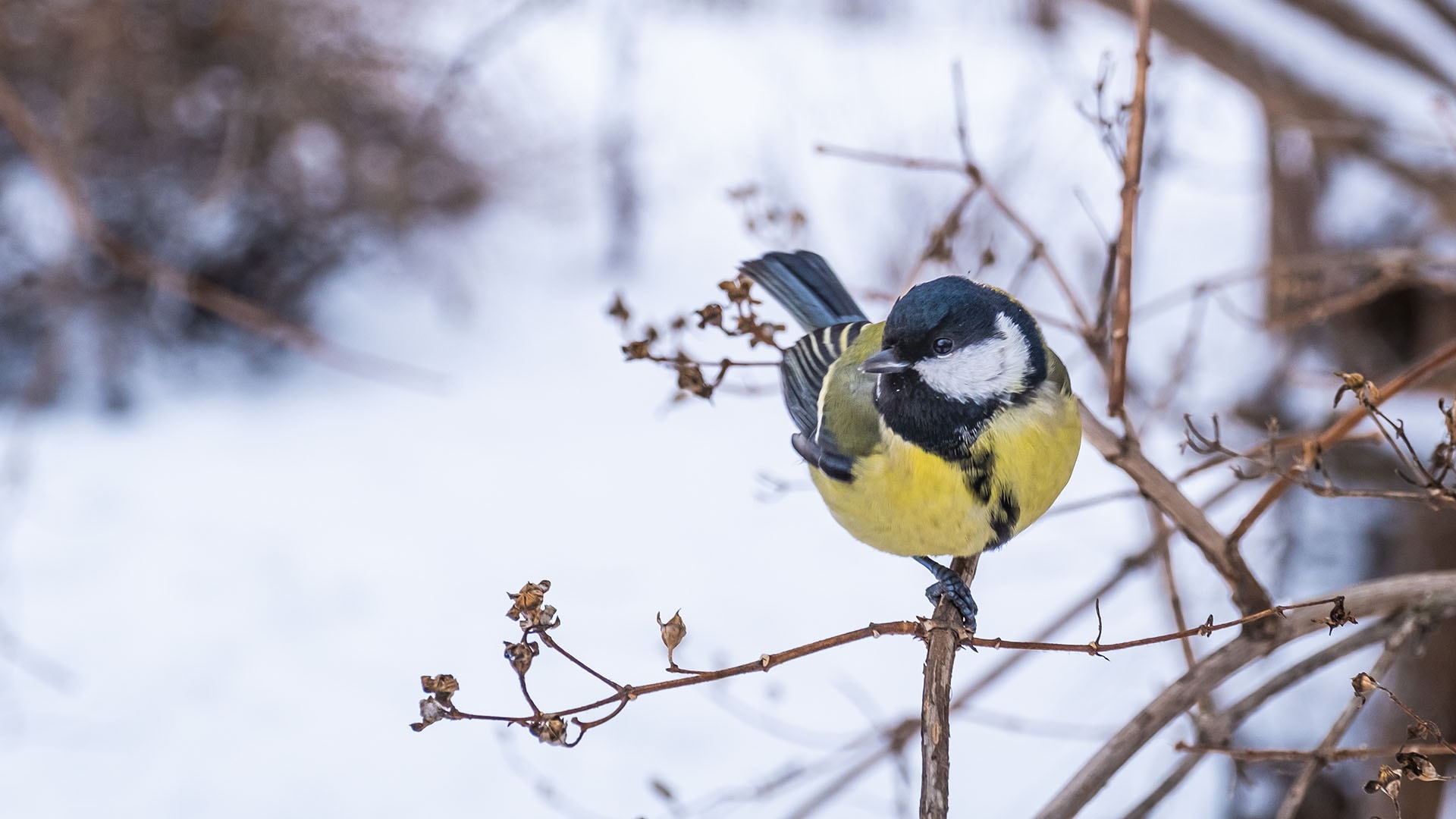 1920 a-tit-sits-on-branch-of-bush-in-winter-city-park-2023-11-27-05-28-56-utc