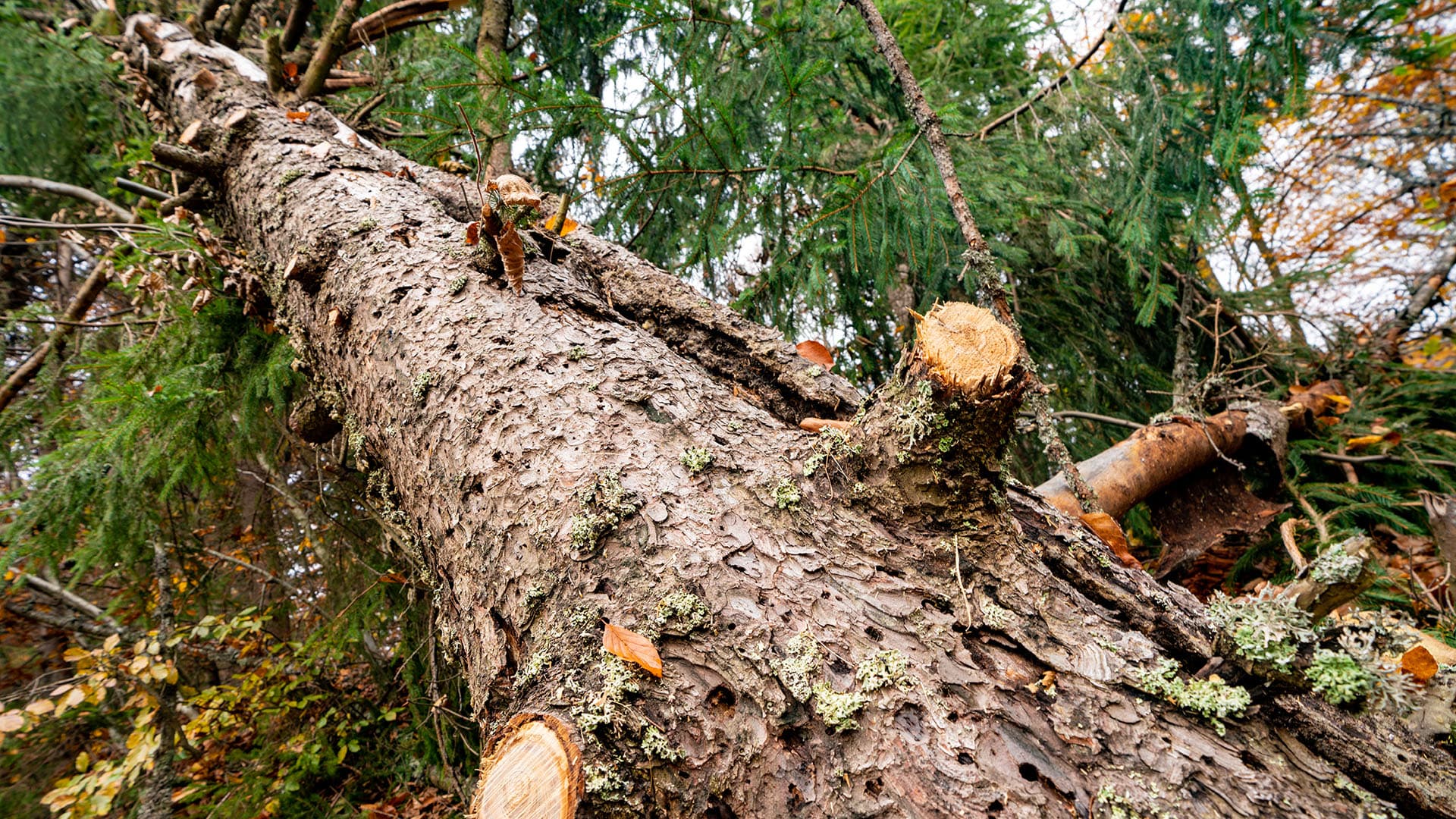 Ongelmapuu pois tontilta turvallisesti