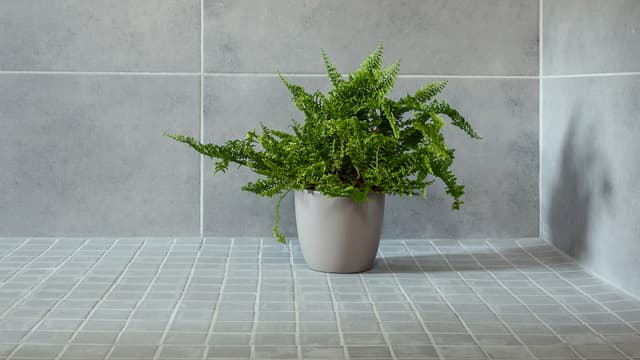 saniainen harmaaksi laatoitetussa kylpyhuoneessa