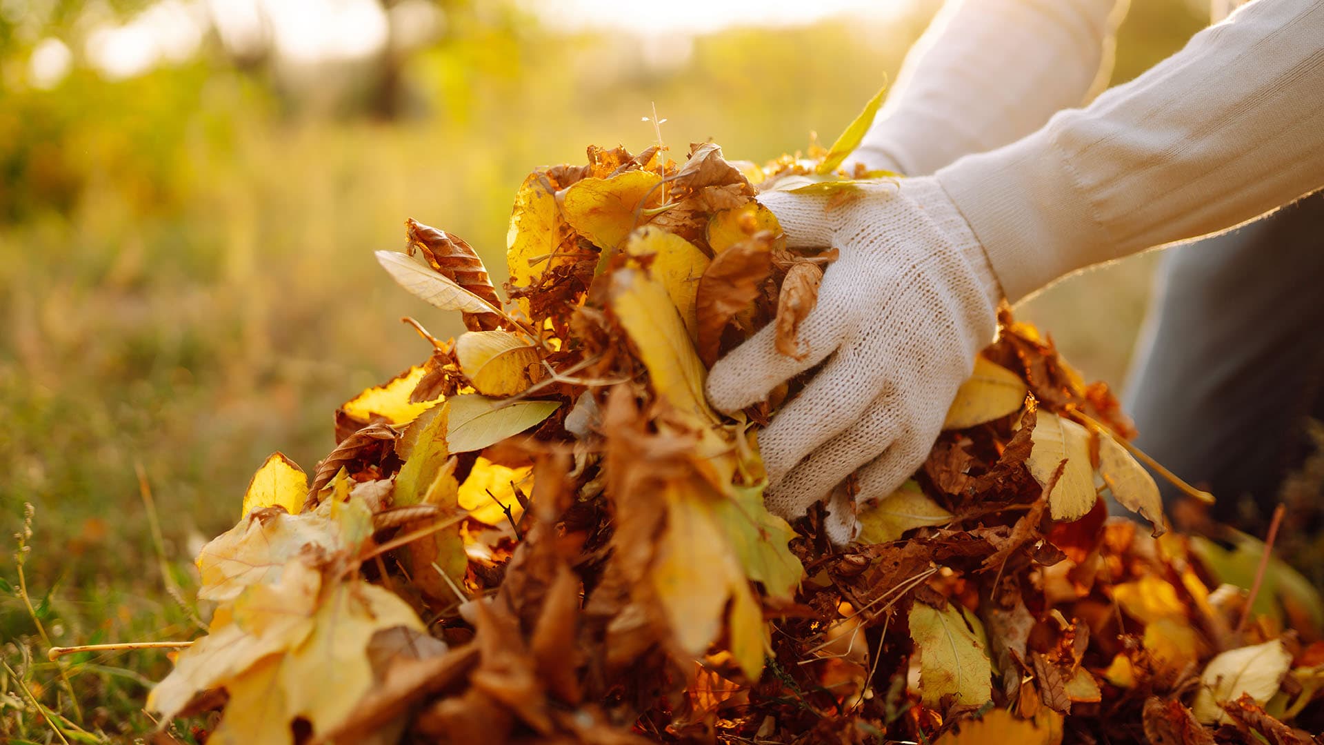 syksyisiä puiden lehtiä nostetaan maasta kädessä valkoiset käsineet