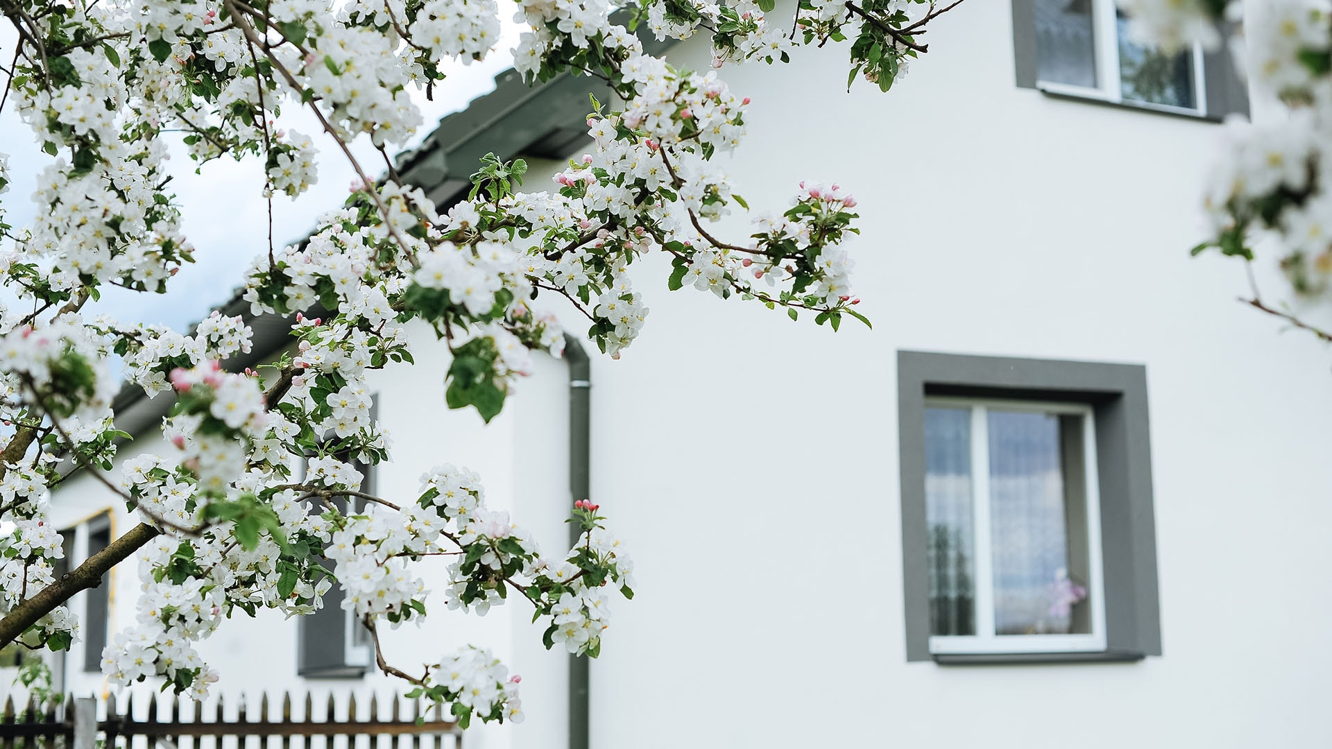 1920 valkoiseksi rapattu julkisivu jonka etualalla omenapuun oksa